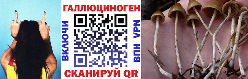 цена   Салехард  hydra сайт  Псилоцибиновые грибы Psilocybine cubensis 